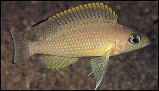Neolamprologus leloupi